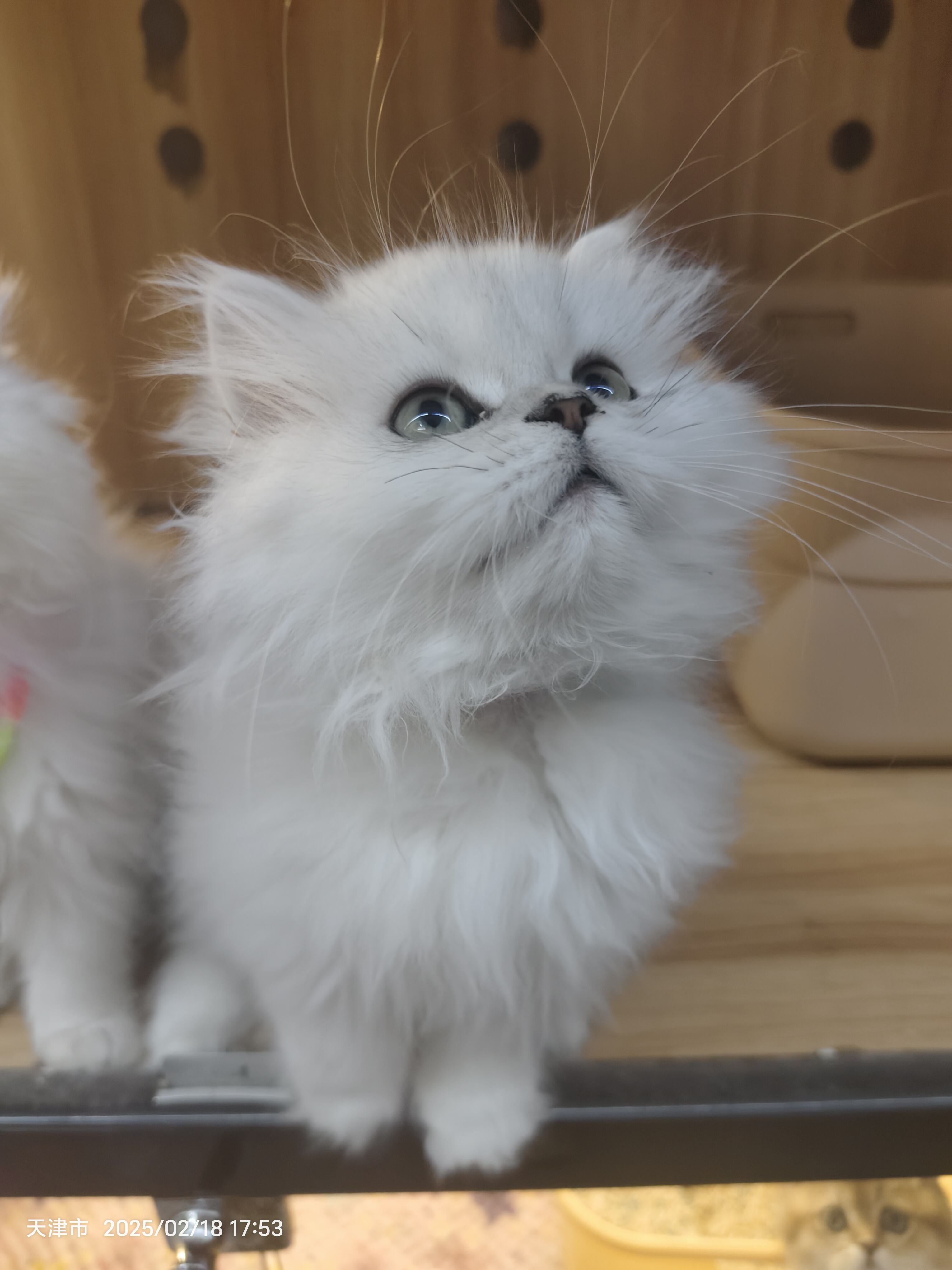 金吉拉，别名银色波斯猫